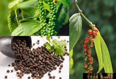 Thu mua tiêu tại lâm đồng