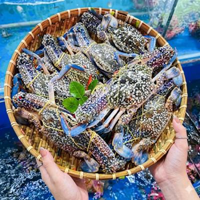 Cung cấp hải sản tươi sống