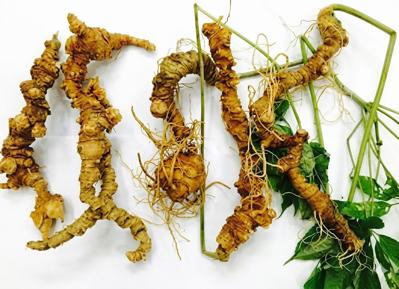 Cung cấp sâm ngọc linh