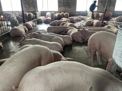 Bán heo thịt tại Đồng nai