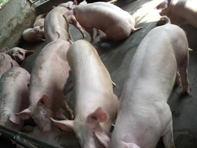 Bán 50 con heo thịt 100kg tại Thái nguyên