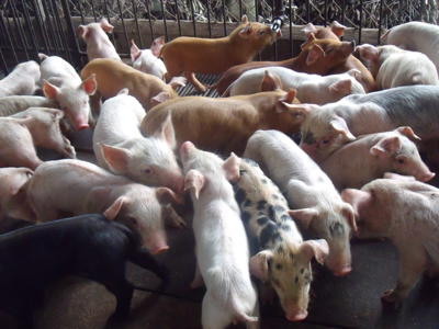 Bán 100 con heo con sau cai sữa 12kg tại vĩnh long