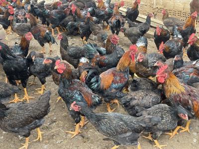Bán gà thịt thả vườn tại Lâm đồng