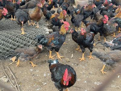 Bán gà thịt thả vườn tại Lâm đồng