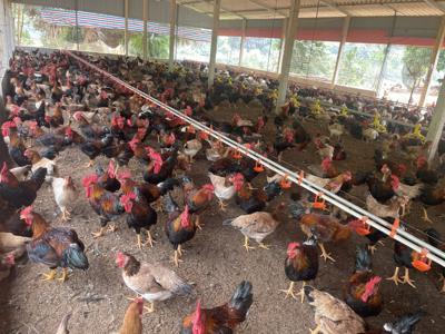 Bán gà thịt thả vườn tại tây ninh